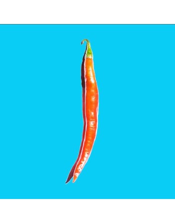 Chinese Long Cayenne Chili Pepper, 12", Szechuan - [ Shop Canadian Seeds Online ]  - Pepper Seeds - 