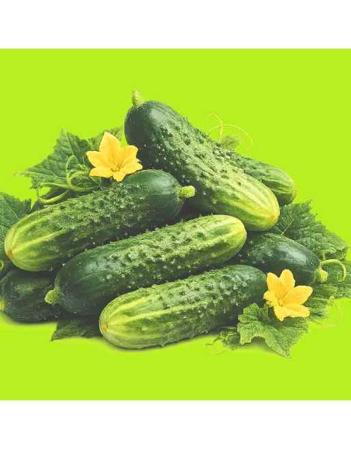 Homemade Pickles Cucumber Seeds, High Yielding, Pickling Cucumber - [ Shop Canadian Seeds Online ]  - Pickling Cucumbers - 