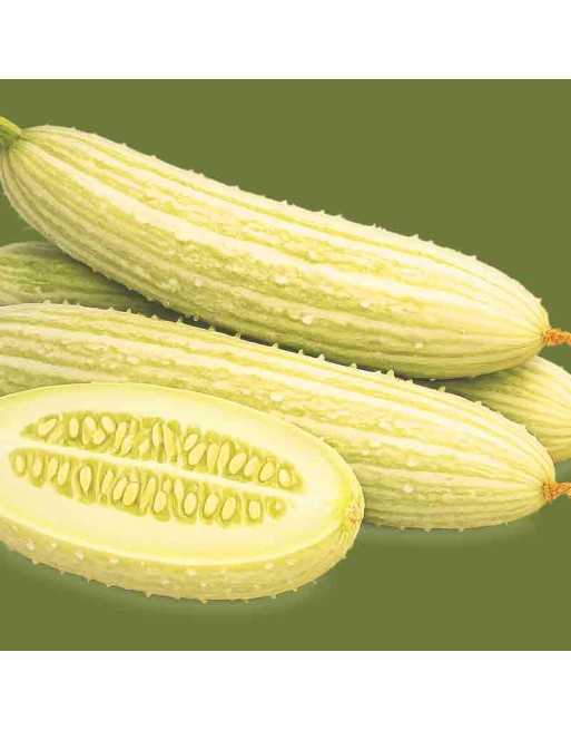 Armenian Pickling, Long Cucumber Seeds - [ Shop Canadian Seeds Online ]  - Cucumber - 