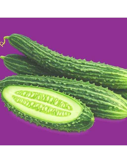 Chinese Cucumber Seeds, Suyo Long - [ Shop Canadian Seeds Online ]  - Cucumber - 