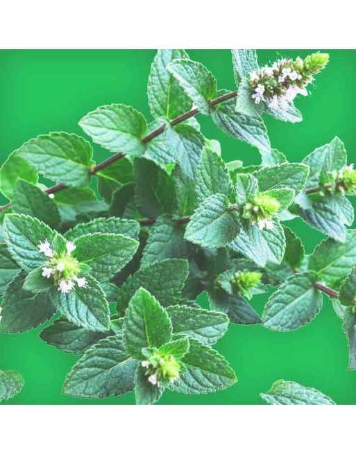 Black Mint de Peru, Huacatay, Andean Cuisine, Mint Seeds - [ Shop Canadian Seeds Online ]  - Mint - 