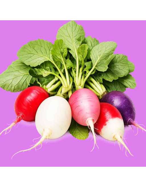 Easter Egg Radish Mixture Seeds, Red, White, Rose, Purple, Bi-Color - [ Shop Canadian Seeds Online ]  - Radish - 