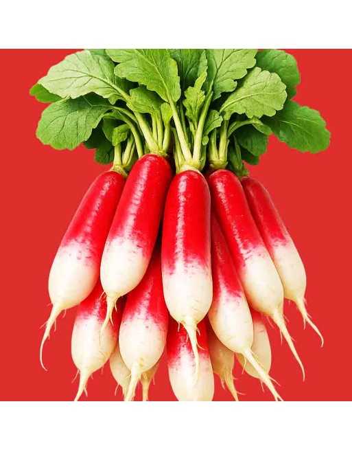 French Breakfast Radish Seeds, European - [ Shop Canadian Seeds Online ]  - Radish - 