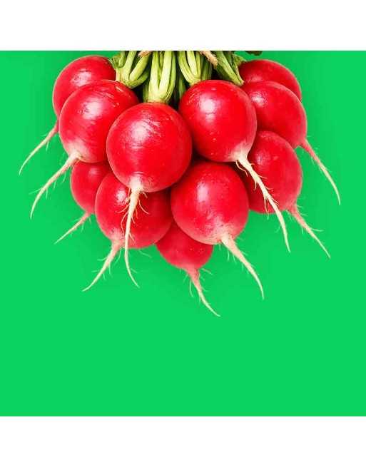 Cherry Belle Radish Seeds, Raphanus Sativus - [ Shop Canadian Seeds Online ]  - Radish - 