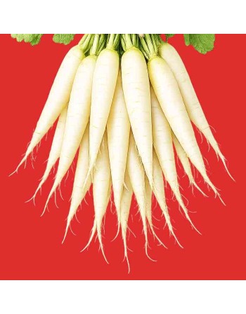 IJskegel Radish Eiszapfen, Long White Radish Seeds, German - [ Shop Canadian Seeds Online ]  - Radish - 