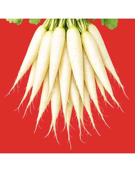 IJskegel Radish Eiszapfen, Long White Radish Seeds, German - [ Shop Canadian Seeds Online ]  - Radish - 