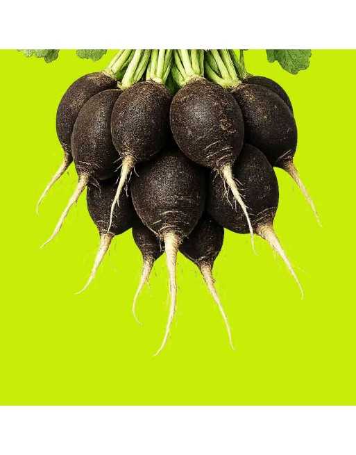 Black Spanish Radish Seeds, Black Mooli, Erfurter Radish, Gros Noir d'Hiver, Winter Type - [ Shop Canadian Seeds Online ]  - Rad