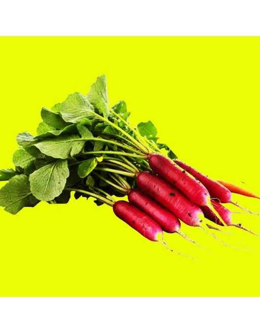 Long Scarlet Radish Seeds, Red Icicle Radish, Chinese - [ Shop Canadian Seeds Online ]  - Radish - 