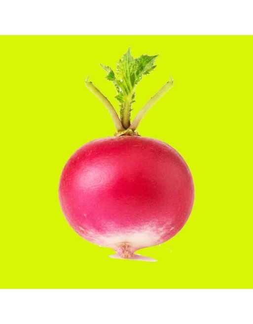 Sora Red Bunching Radish Seeds, German Variety, Radish Seeds - [ Shop Canadian Seeds Online ]  - Radish - 