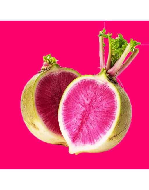 Chinese Radish Seeds, Mantanghong Beauty Heart Radish - [ Shop Canadian Seeds Online ]  - Radish - 