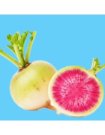 Chinese Watermelon Radish, Winter Radish, Oriental, Radish Seeds - [ Shop Canadian Seeds Online ]  - Radish - 