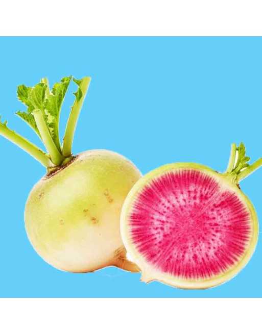 Chinese Watermelon Radish, Winter Radish, Oriental, Radish Seeds - [ Shop Canadian Seeds Online ]  - Radish - 