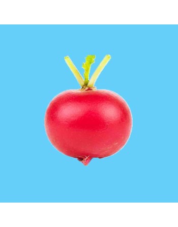 Scarlet Globe Bunching Radish Seeds, Hybrid, High Climate - [ Shop Canadian Seeds Online ]  - Radish - 
