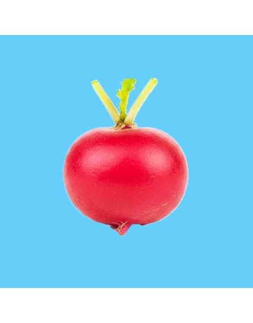 Scarlet Globe Bunching Radish Seeds, Hybrid, High Climate - [ Shop Canadian Seeds Online ]  - Radish - 