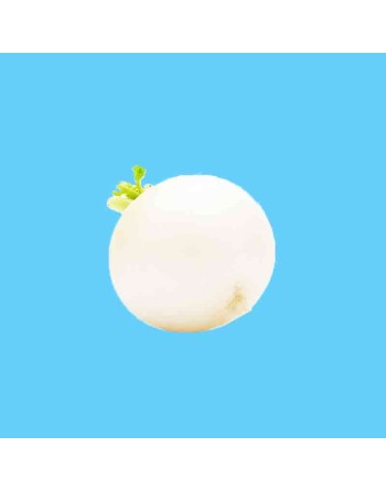 White Pearl Radish, Organic, All Season, Radish Seeds - [ Shop Canadian Seeds Online ]  - Radish - 