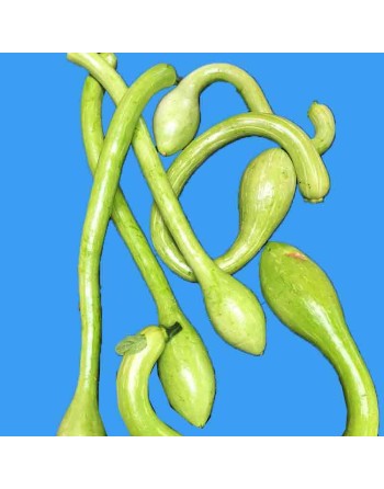 Trumpet Zucchini Seeds, Italian, Professional, Tromboncino Summer Squash - [ Shop Canadian Seeds Online ]  - Zucchini - 