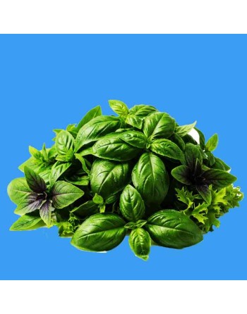 Basil Mix: Spicy Globe, Thai, Liquorice, Purple Opal, Large Leaf, Lemon, Cinnamon, Dwarf, Loose Leaf, Leaf Lettuce, Herb - [ Sho