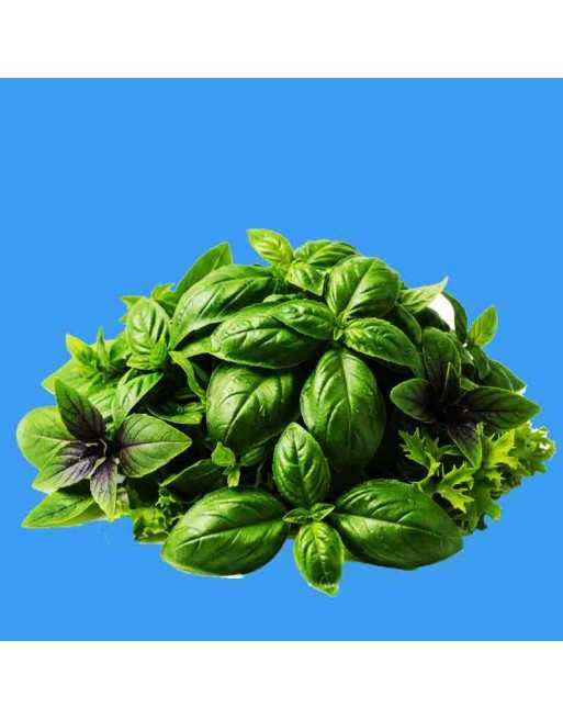 Basil Mix: Spicy Globe, Thai, Liquorice, Purple Opal, Large Leaf, Lemon, Cinnamon, Dwarf, Loose Leaf, Leaf Lettuce, Herb - [ Sho