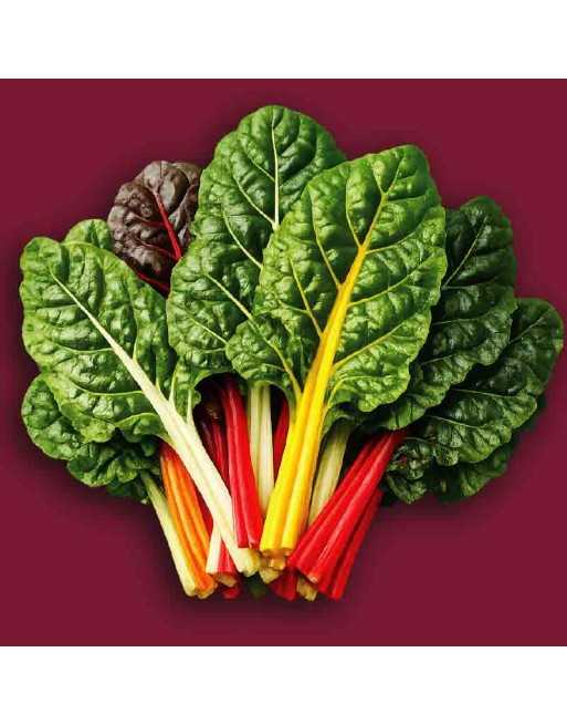 Mix of Swiss Chard, Yellow, White, Green, Red - [ Shop Canadian Seeds Online ]  - Swiss Chard - 