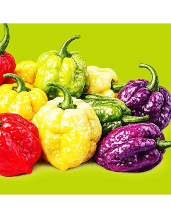 Scotch Bonnet Pepper Mix: Yellow, Red, Chocolate, Orange - [ Shop Canadian Seeds Online ]  - Pepper Seeds - 