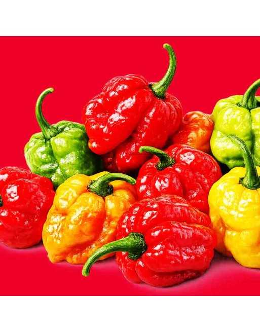 Trinidad Moruga Pepper Mix, Super Hot Pepper Seeds,  Blend of Every Color - [ Shop Canadian Seeds Online ]  - Pepper Seeds - 