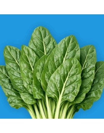 Perpetual Spinach / Erbette, Swiss Chard, Large Leaf Smooth, Dutch Variety - [ Shop Canadian Seeds Online ]  - Swiss Chard - 