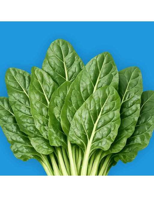 Perpetual Spinach / Erbette, Swiss Chard, Large Leaf Smooth, Dutch Variety - [ Shop Canadian Seeds Online ]  - Swiss Chard - 