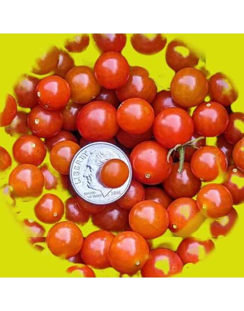 Spoon Cherry Tomato, Currant Type, 5-10 mm Size, Snacking Tomato Cherry Seeds - [ Shop Canadian Seeds Online ]  - Grape & Cherry
