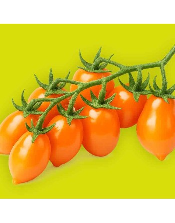 Buratino Pinocchio Orange, Dwarf Cherry Tomato Seeds, Fruity Tomato, Aeroponic Favorite - [ Shop Canadian Seeds Online ]  - Toma