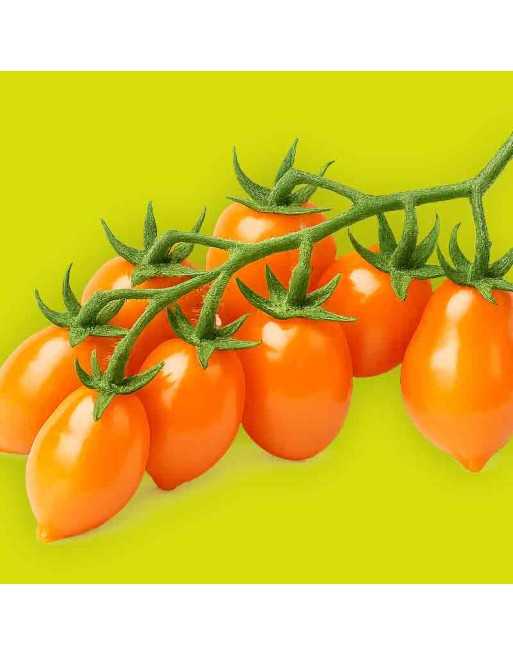 Buratino Pinocchio Orange, Dwarf Cherry Tomato Seeds, Fruity Tomato, Aeroponic Favorite - [ Shop Canadian Seeds Online ]  - Toma