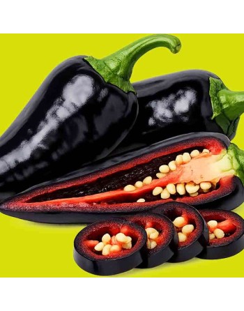 Cavallo Nero Cherniy Kon Sweet Bell Pepper, Black Horse, European Bell Pepper Seeds - [ Shop Canadian Seeds Online ]  - Pepper S