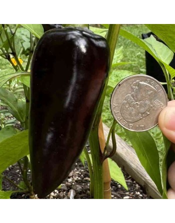 Cavallo Nero Cherniy Kon Sweet Bell Pepper, Black Horse, European Bell Pepper Seeds - [ Shop Canadian Seeds Online ]  - Pepper S