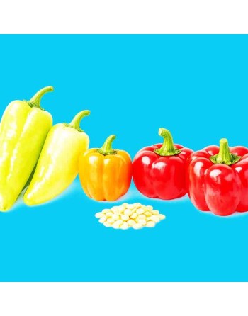 Sweet Pepper Mix: Cubanelle, Santa Fe, Orange Mini Bell, Pimento, Sheepnose Pepper Seeds