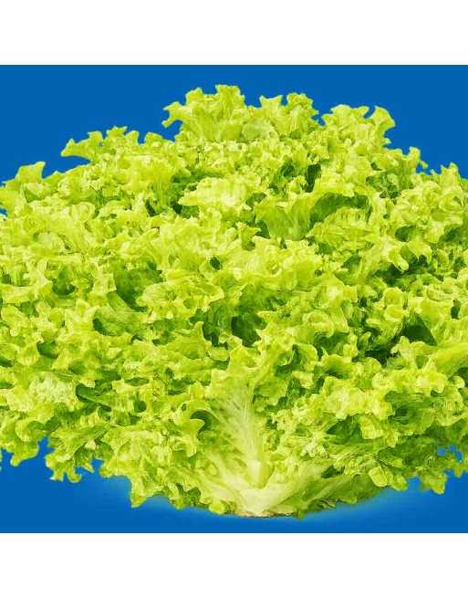 Green Salad Bowl Lettuce Seeds, AAS Winner, Soft Tender Leaves - [ Shop Canadian Seeds Online ]  - Lettuce - 