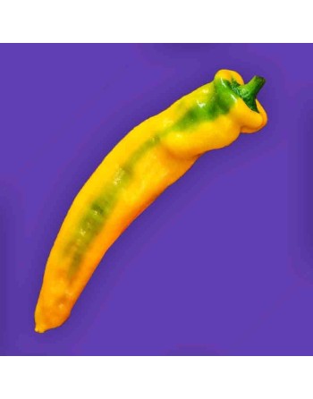Sweet Long from Antibes Sweet Pepper, France Origin - [ Shop Canadian Seeds Online ]  - Pepper Seeds - 