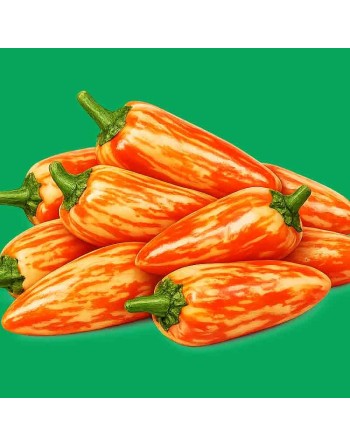 Candy Cane Orange Pepper, Rare, Snacking Sweet Pepper Seeds - [ Shop Canadian Seeds Online ]  - Pepper Seeds - 