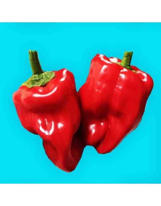 Creole Cuisine Criolla De Cocina Pepper, Nicaragua Pepper, Salsa Criolla Campesina, Sweet Bell Pepper Seed - [ Shop Canadian See