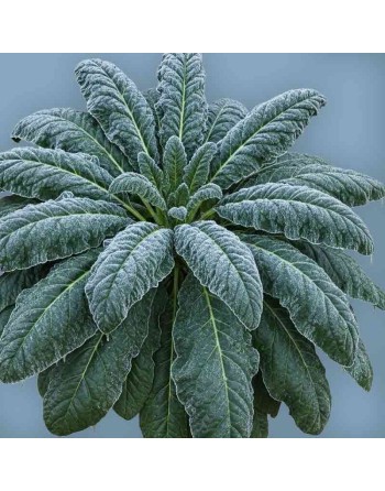 Winter Giant Spinach, Giant Winter Seeds - [ Shop Canadian Seeds Online ]  - Spinach - 
