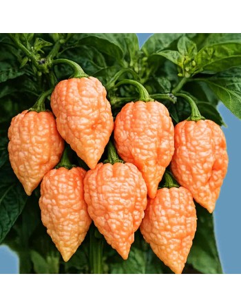 Naga Peach Super Hot Pepper, Rare Pepper Seeds, United Kingdom Origin - [ Shop Canadian Seeds Online ]  - Super Hot Peppers - 