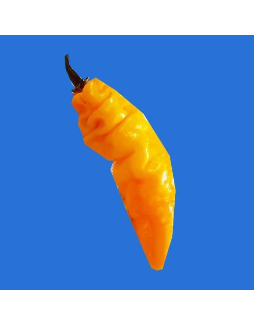 Devils Tongue, Super Hot Pepper, North American, Cousin Ghost Pepper/Fatallii,  Pepper Seeds - [ Shop Canadian Seeds Online ]  -