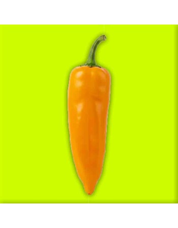 Aji Amarillo Pepper, Chili, Mango, Peru, Mild Pepper Seeds - [ Shop Canadian Seeds Online ]  - Pepper Seeds - 