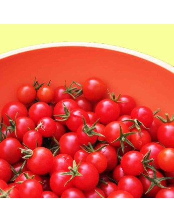 Cuatomate Tribe Ancient Mexican Wild Currant Cherry Tomato Seeds, Mexico, Organic - [ Shop Canadian Seeds Online ]  - Grape & Ch