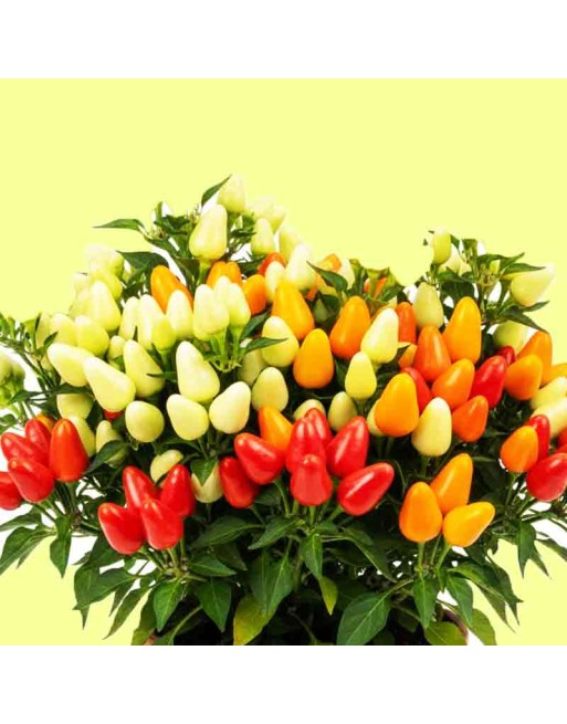 Ornamental Patio Peppers, Yellow, Orange, Red - [ Shop Canadian Seeds Online ]  - Pepper Seeds - 