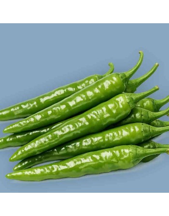 Fushimi Togarashi Japanese Sweet Pepper, Asian Vegetable, とがらしふしみピーマン Pepper Seeds - [ Shop Canadian Seeds Online ]  - Pepper Se
