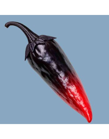 Count Dracula Pepper, Ornamental Hot Pepper Seeds, Heirloom - [ Shop Canadian Seeds Online ]  - Pepper Seeds - 