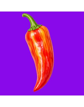 Aji Sugar Rush Stripey Pepper, Rare Mild Pepper, Hot Sauce - [ Shop Canadian Seeds Online ]  - Pepper Seeds - 