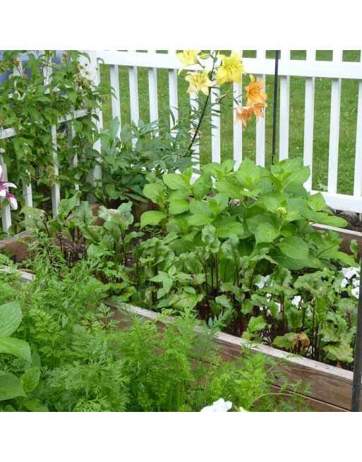 Culinary Herb Mix IIII, Cilantro, Dill, and Lemon Basil - [ Shop Canadian Seeds Online ]  - Herb Seeds - 