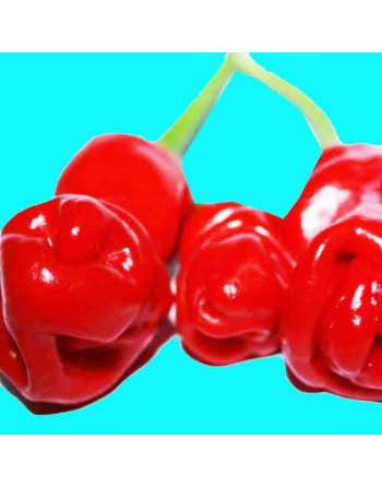 Peter Pepper, Mild Pepper, North American Origin,  Pepper Seeds