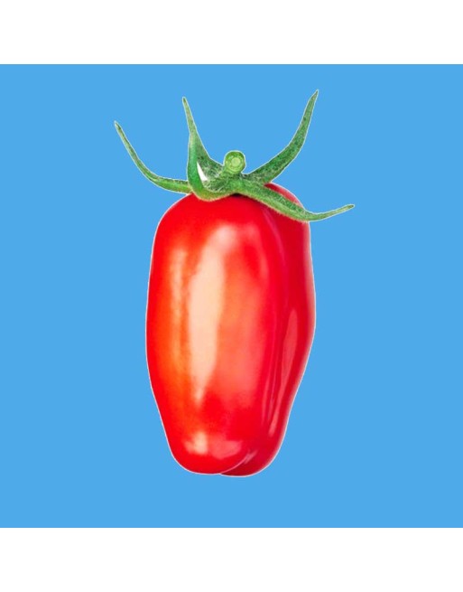 Organic San Marzano, Determinate, Paste, Traditional Italian Tomato Seeds - [ Shop Canadian Seeds Online ]  - Tomato Seeds - 