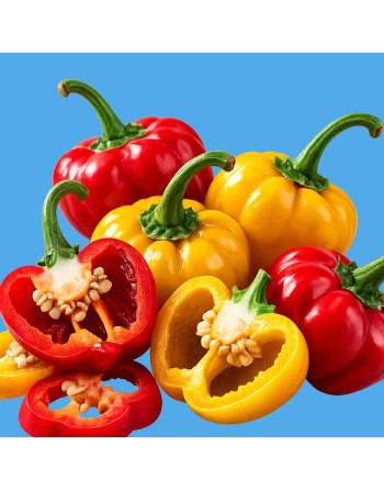 Guyana Wiri Wiri Pepper (Red & Yellow), Hot Pepper Seeds, South America - [ Shop Canadian Seeds Online ]  - Pepper Seeds - 